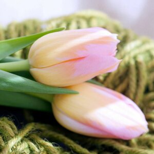 Bloembinderij Waldervaart image 1