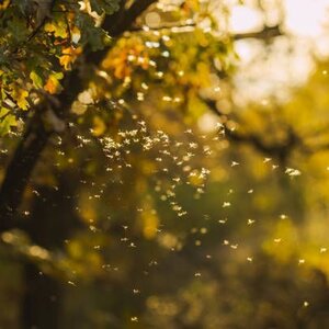 Ongediertebestrijding Jonker B.V. image 1