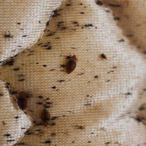 Ongediertebestrijding Jonker B.V. image 3