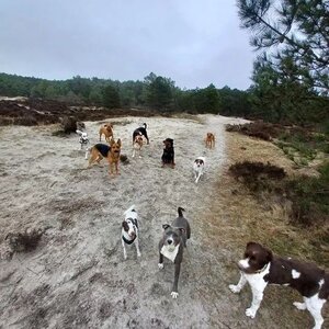 Honden Service Denk Helder image 1