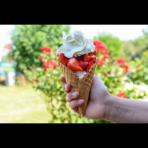 Texelse IJsboerderij Labora image 1