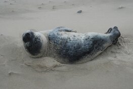 Zeehond op het strand, iets aan de hand?