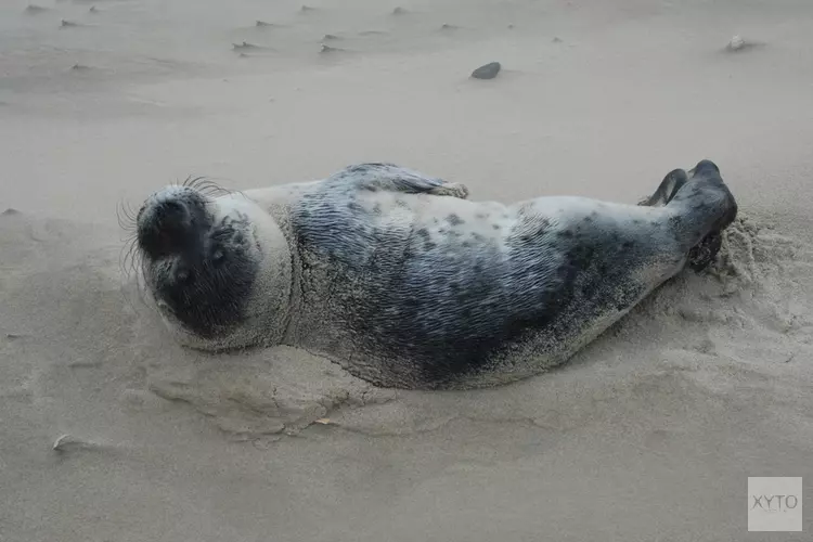 Zeehond op het strand, iets aan de hand?