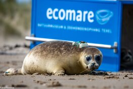 Opvangzeehond Jet test nieuwe zender