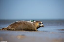 Opvangzeehond Jet test nieuwe zender