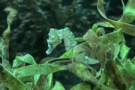 Zes zeepaardjes terug naar zee