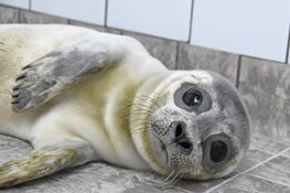 Eerste pup in opvang Ecomare