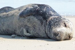 Zeehond bevrijd van vislijn met zes haken
