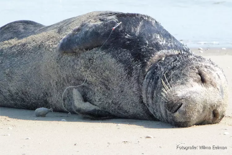 Zeehond bevrijd van vislijn met zes haken