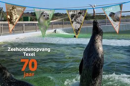 Jubileum bij Ecomare: 70 jaar zeehondenopvang