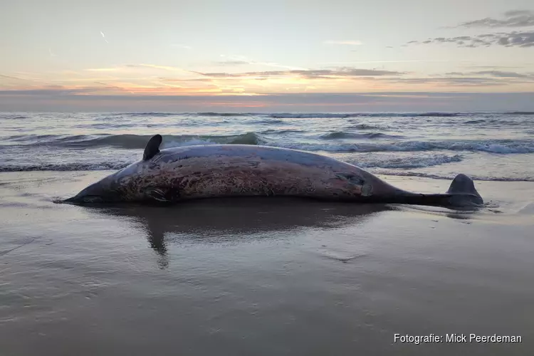 Spitssnuitdolfijn aangespoeld op Texel