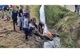 Brandweer redt op hol geslagen paarden uit sloot
