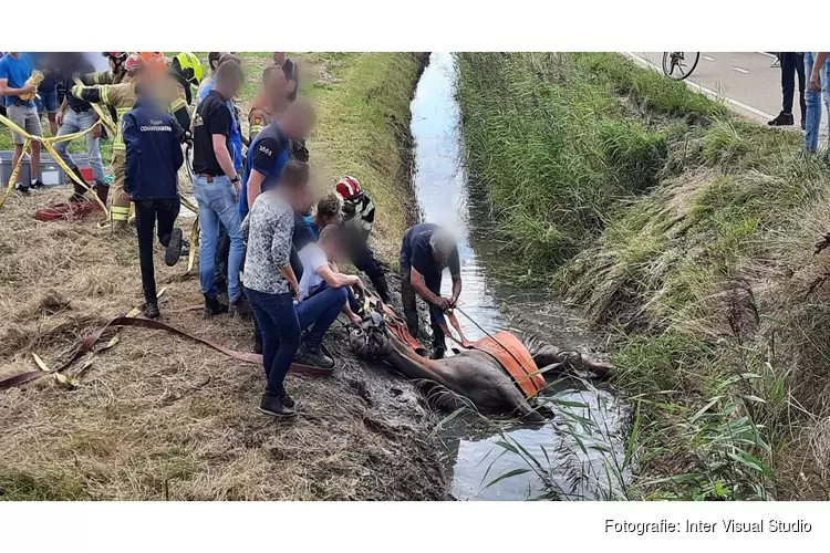 Brandweer redt op hol geslagen paarden uit sloot
