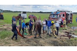 Brandweer redt op hol geslagen paarden uit sloot