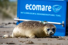 Weekend van de Wetenschap bij Ecomare en Museum Kaap Skil