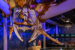 Naar de musea in de herfstvakantie