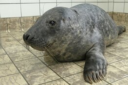 Eerste grijze pups in opvang Ecomare