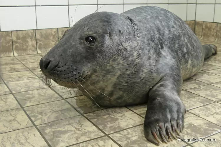 Eerste grijze pups in opvang Ecomare