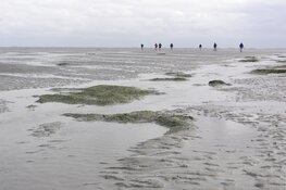 Winterlezingen bij Ecomare