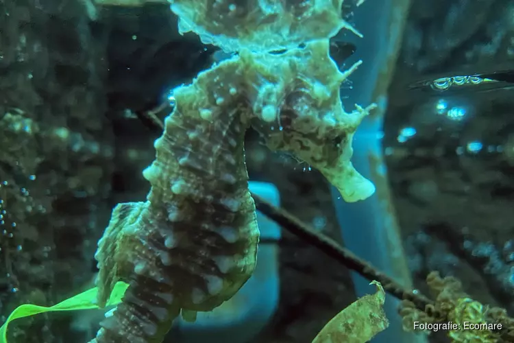Eerste zeepaardje binnen bij Ecomare