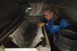 SOS Dolfijn vangt een op Texel gestrande bruinvis op