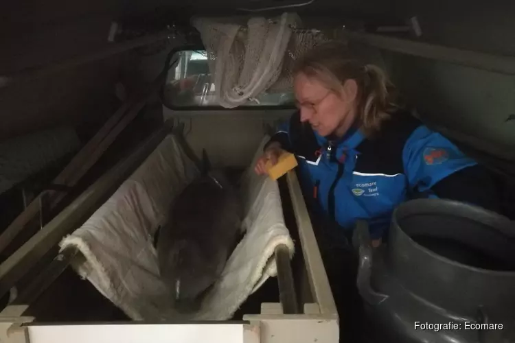 SOS Dolfijn vangt een op Texel gestrande bruinvis op