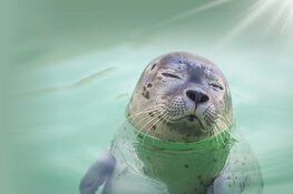 Op onderzoek in Ecomare