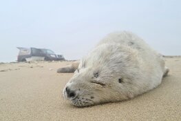Te vroeg geboren pup in de opvang
