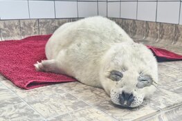 Te vroeg geboren pup in de opvang