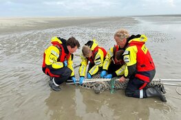 Ecomare en KNRM redden zeehond