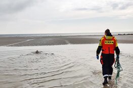 Ecomare en KNRM redden zeehond