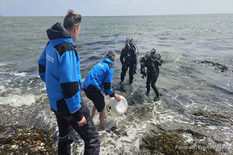 Zeepaardjes teruggebracht naar zee