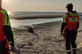 Heftige bevrijdingsactie zeehond op Razende Bol