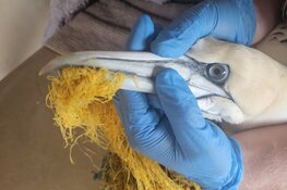 Jan-van-gent op tijd gered