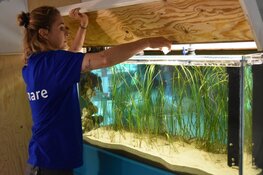 Groot zeegras in aquarium Ecomare