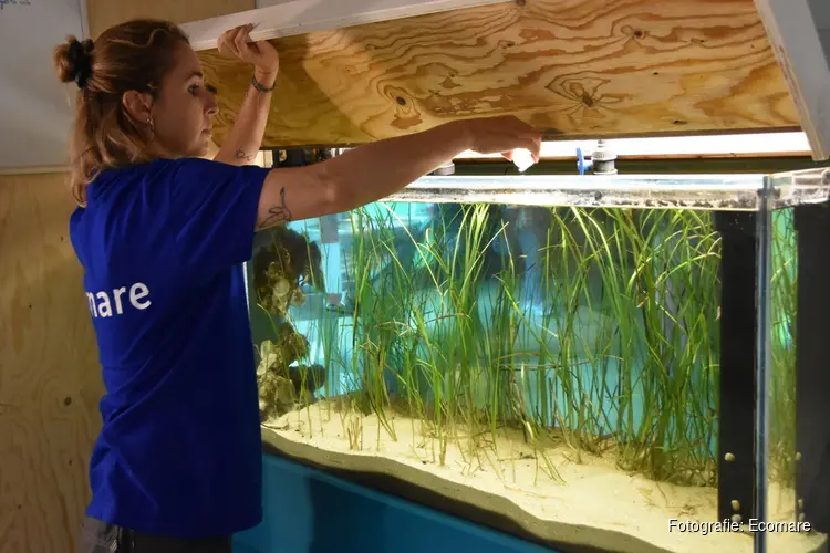Groot zeegras in aquarium Ecomare