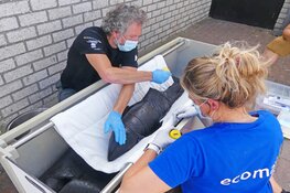 Levende bruinvis op de Hors op Texel
