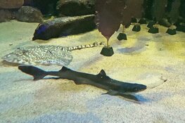 Ecomare brengt opgevangen doornhaai naar zee