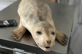 Ecomare krijgt zeehondendummy dankzij Rabo ClubSupport