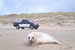 Pasgeboren pups op het strand