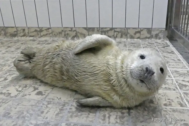 Eerste pup in opvang Ecomare