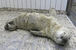 Eerste pup in opvang Ecomare