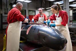 Skelet aangespoelde griend naar Ecomare