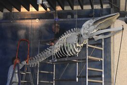 Dwergvinvis met zeldzame scoliose bij Ecomare