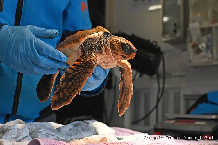 Zeeschildpad aangespoeld op Texel