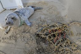 Verstrikte zeehond bevrijd