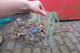 Verstrikte zeehond bevrijd