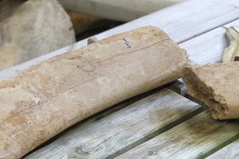 Ecomare helpt bij determinatie opgegraven walvisbot