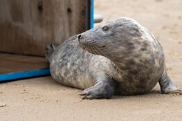 Nettenslachtoffer Nouk weer naar zee