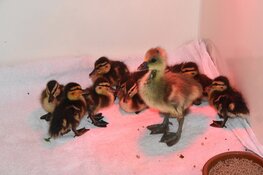 Ecomare redt pullen van doodgereden eend